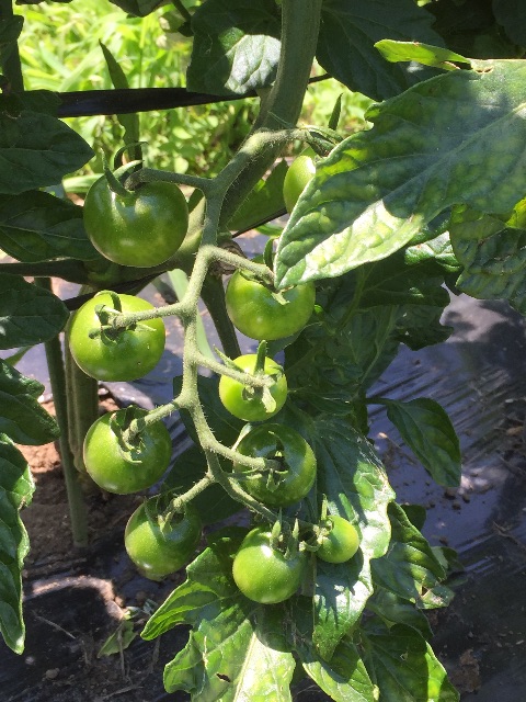 f:id:akane-farm:20150711142640j:image f:id:akane-farm:20150711142640j:image