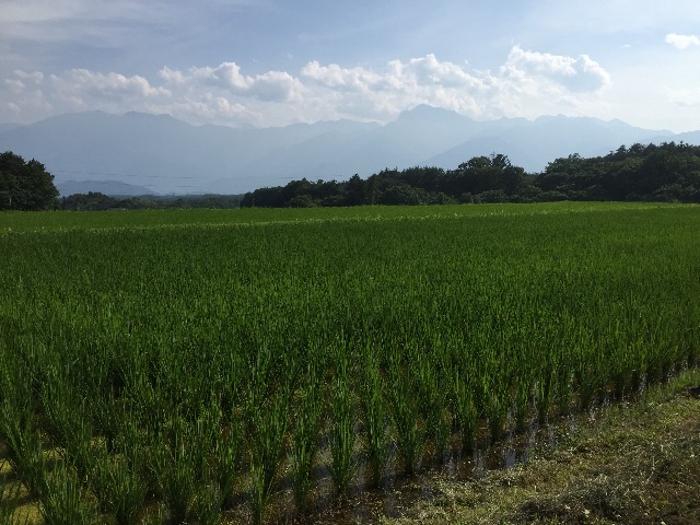 f:id:akane-farm:20150712193151j:image f:id:akane-farm:20150712193151j:image