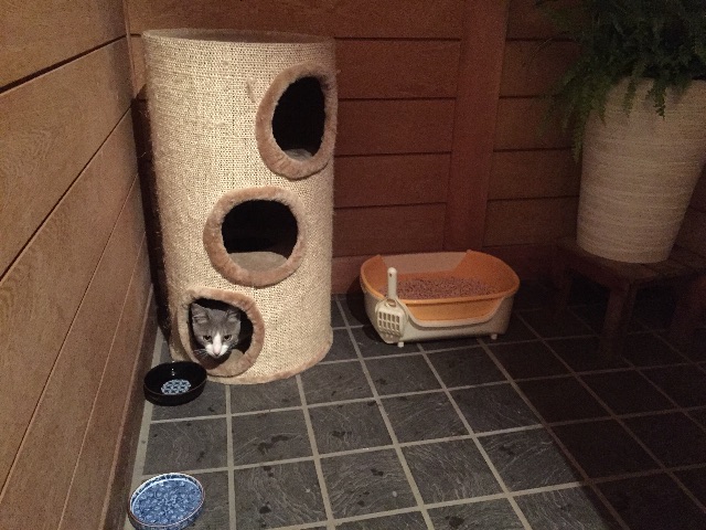 f:id:akane-farm:20150724204422j:image f:id:akane-farm:20150724204422j:image