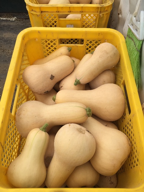 f:id:akane-farm:20150816161949j:image f:id:akane-farm:20150816161949j:image