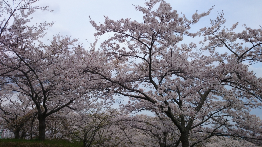f:id:akasuguedi:20160314212647j:plain
