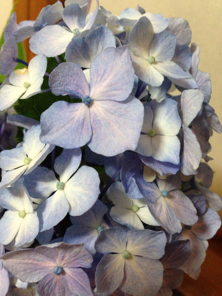 f:id:akasuguope02:20151214083200j:plain