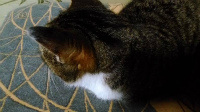 f:id:akasuguope02:20160223213125j:plain