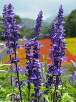 f:id:akasuguope02:20160228202559j:plain