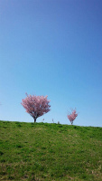 f:id:akasuguope02:20160304194046j:plain
