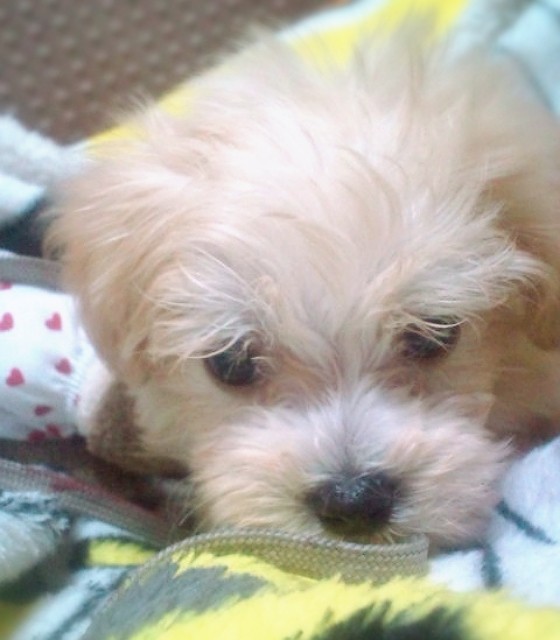 f:id:akemisan:20140728001902j:plain:w450 f:id:akemisan:20140728001902j:plain:w450