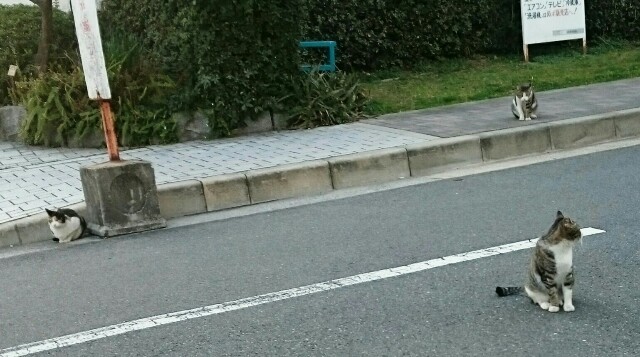 f:id:akemisan:20160317225450j:plain f:id:akemisan:20160317225450j:plain