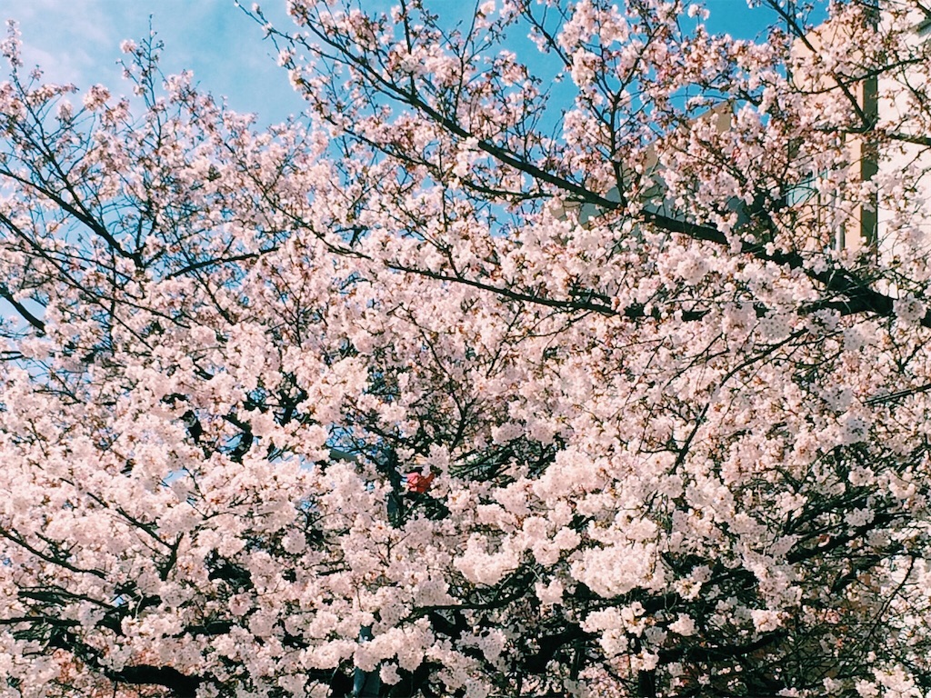 f:id:aki-mado:20160327234455j:image