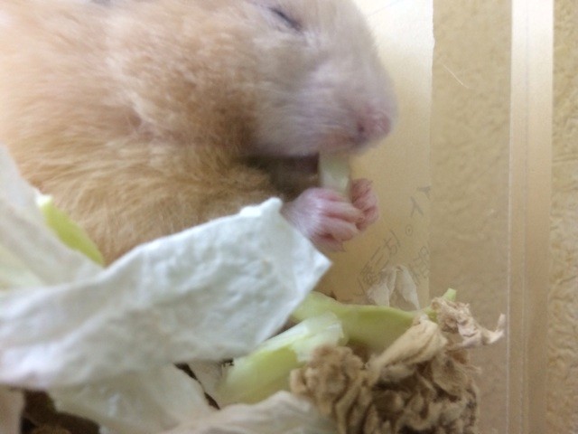 f:id:akie1000:20140206194958j:plain f:id:akie1000:20140206194958j:plain