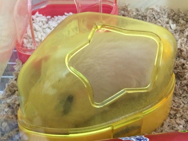 f:id:akie1000:20140208223201j:plain f:id:akie1000:20140208223201j:plain