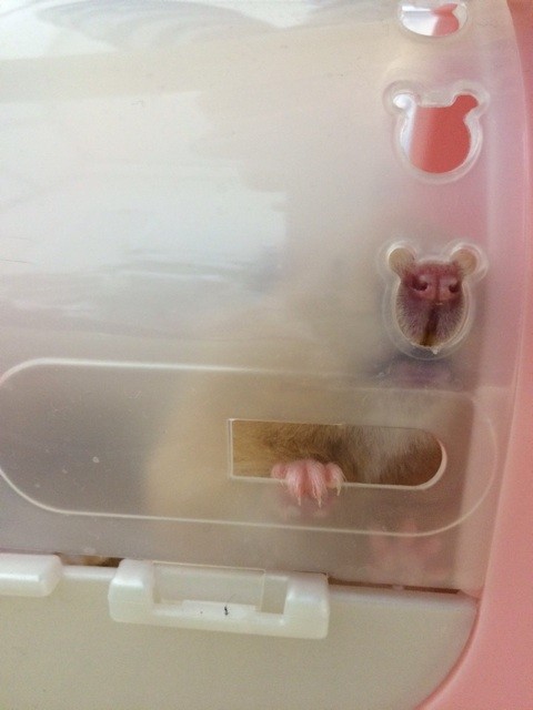 f:id:akie1000:20140208223517j:plain f:id:akie1000:20140208223517j:plain