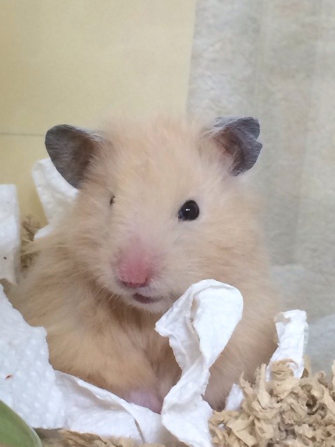 f:id:akie1000:20140208224137j:plain f:id:akie1000:20140208224137j:plain