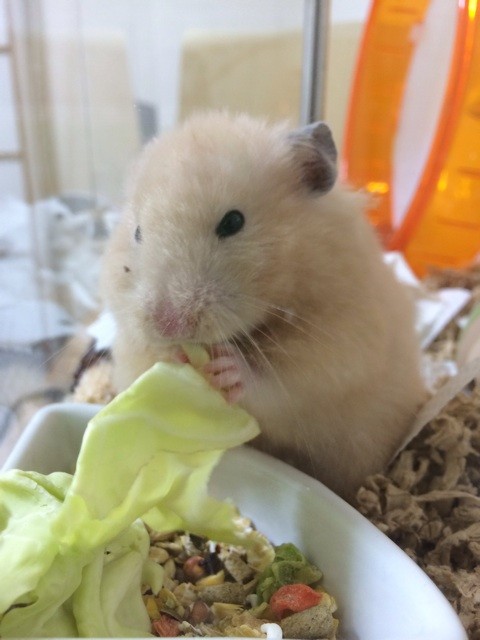 f:id:akie1000:20140208224429j:plain f:id:akie1000:20140208224429j:plain