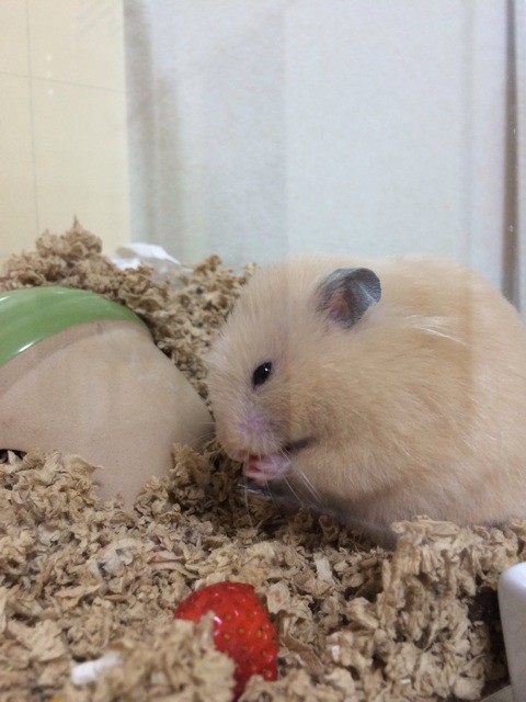 f:id:akie1000:20140305231102j:plain