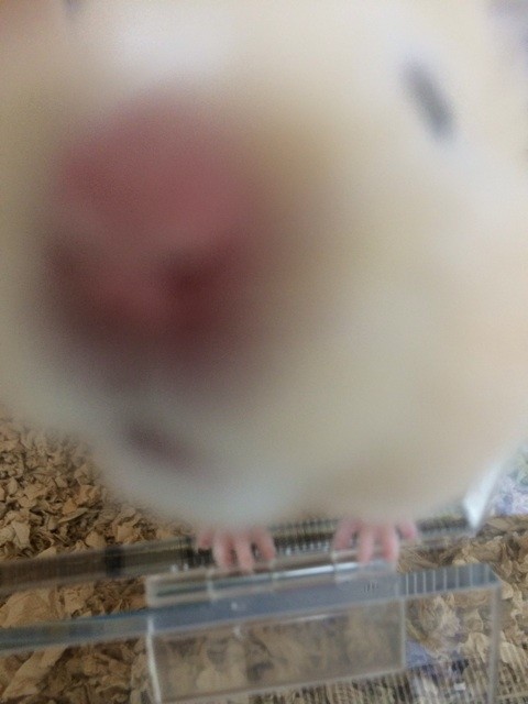 f:id:akie1000:20140316235757j:plain f:id:akie1000:20140316235757j:plain