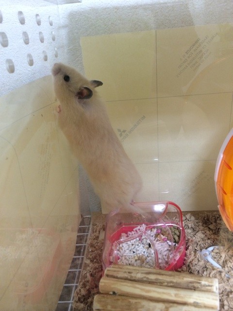 f:id:akie1000:20140416231159j:plain f:id:akie1000:20140416231159j:plain