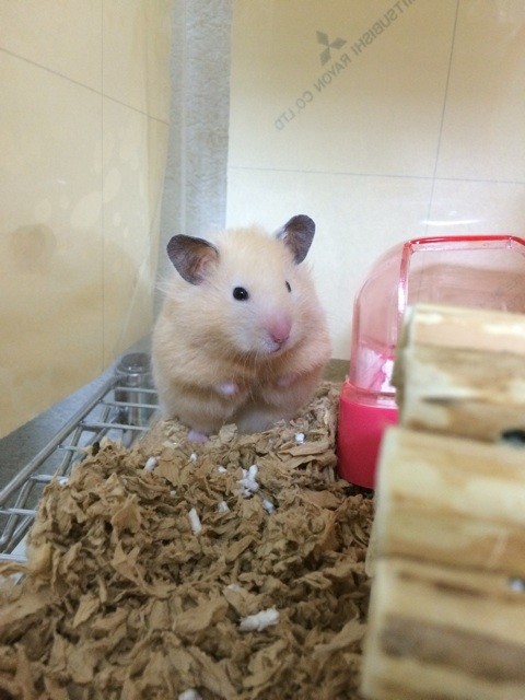 f:id:akie1000:20140430222612j:plain