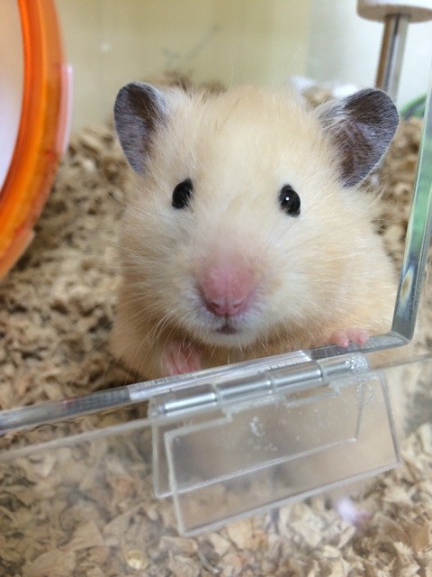 f:id:akie1000:20140430222805j:plain