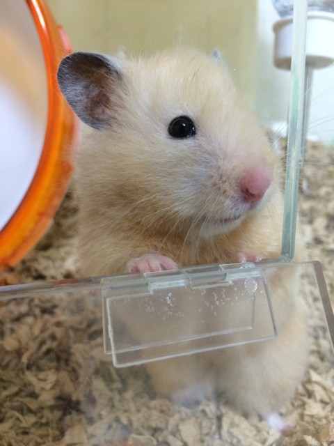 f:id:akie1000:20140430222843j:plain