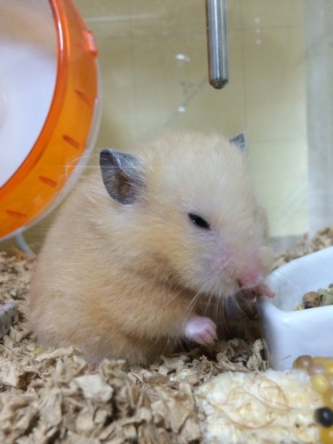 f:id:akie1000:20140624224256j:plain