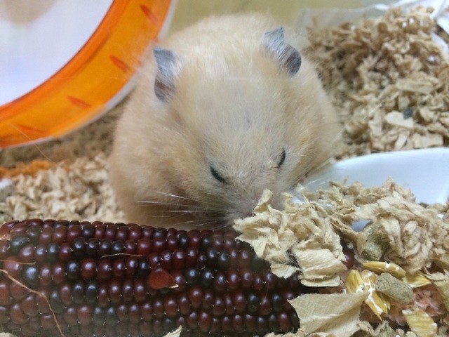 f:id:akie1000:20140825213842j:plain f:id:akie1000:20140825213842j:plain