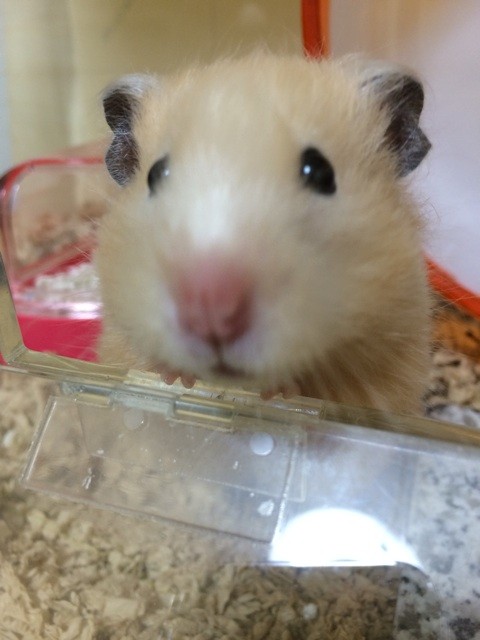 f:id:akie1000:20140825214511j:plain f:id:akie1000:20140825214511j:plain