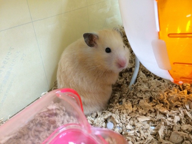 f:id:akie1000:20140825214801j:plain