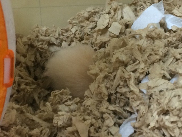 f:id:akie1000:20140826225244j:plain