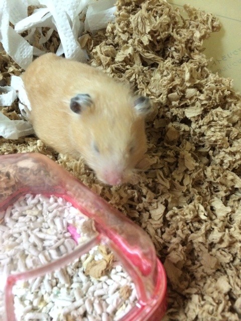 f:id:akie1000:20140907214547j:plain f:id:akie1000:20140907214547j:plain