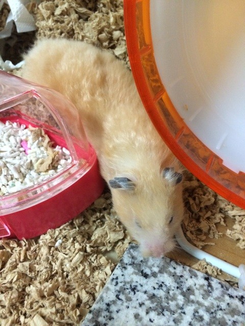 f:id:akie1000:20140907214603j:plain f:id:akie1000:20140907214603j:plain