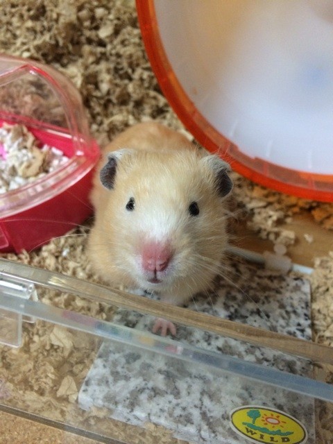 f:id:akie1000:20140907214614j:plain f:id:akie1000:20140907214614j:plain