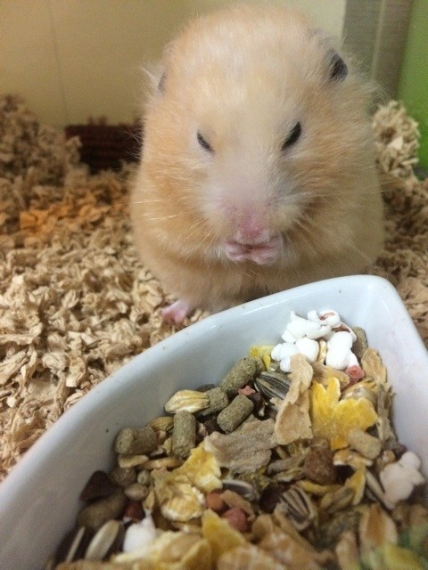 f:id:akie1000:20140907214634j:plain f:id:akie1000:20140907214634j:plain