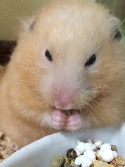 f:id:akie1000:20140907214648j:plain f:id:akie1000:20140907214648j:plain