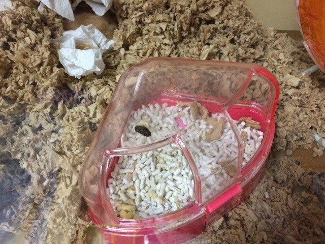 f:id:akie1000:20140907214815j:plain f:id:akie1000:20140907214815j:plain