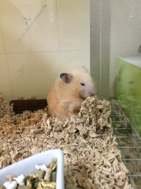 f:id:akie1000:20140907214828j:plain f:id:akie1000:20140907214828j:plain