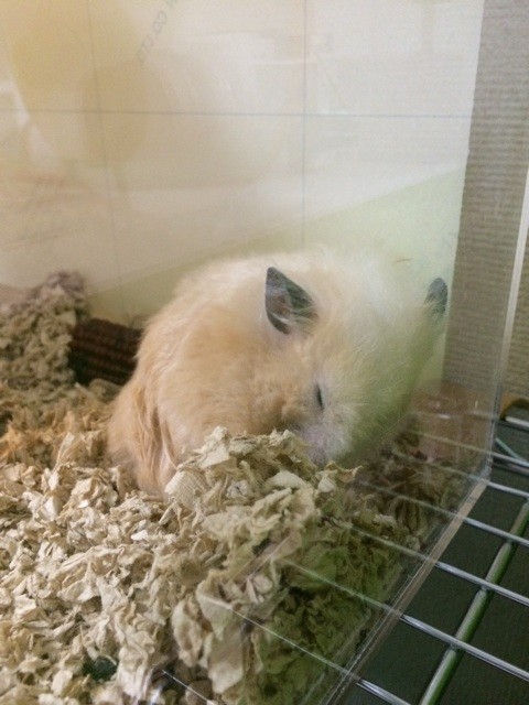 f:id:akie1000:20140907214930j:plain f:id:akie1000:20140907214930j:plain