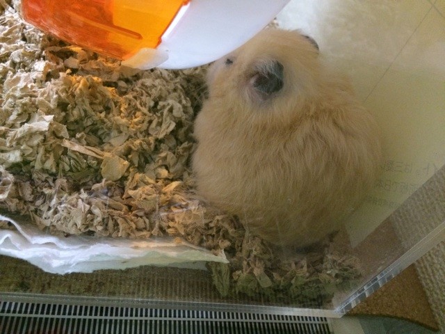 f:id:akie1000:20141126221200j:plain