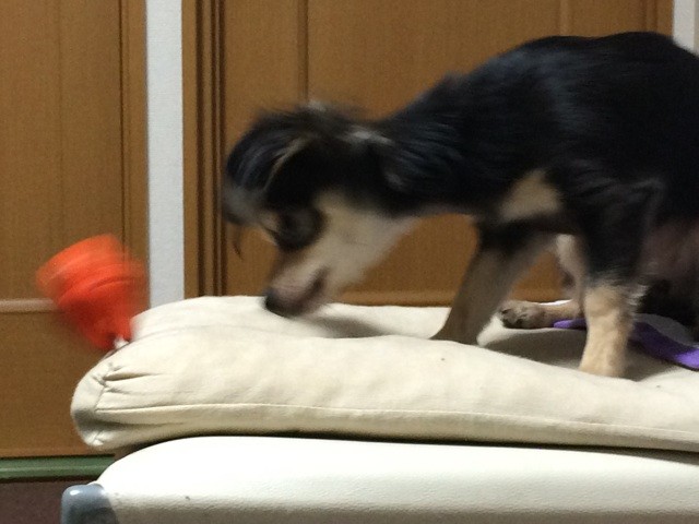 f:id:akie1000:20141216234326j:plain