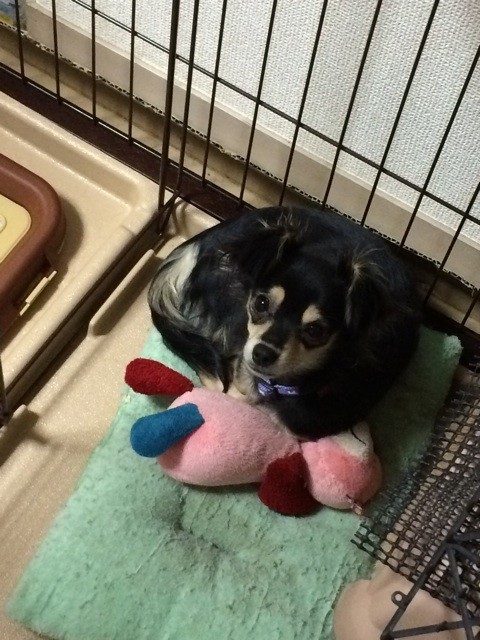 f:id:akie1000:20150112233336j:plain f:id:akie1000:20150112233336j:plain