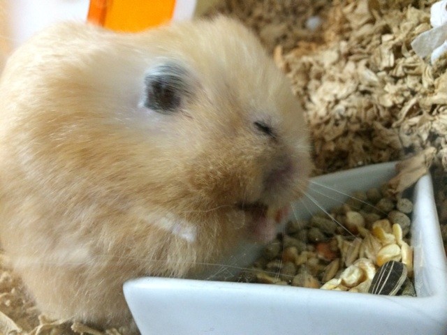 f:id:akie1000:20150114231927j:plain f:id:akie1000:20150114231927j:plain