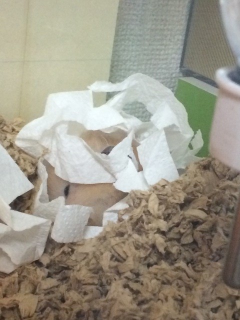 f:id:akie1000:20150302233255j:plain f:id:akie1000:20150302233255j:plain