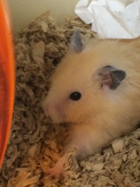 f:id:akie1000:20150302233424j:plain f:id:akie1000:20150302233424j:plain