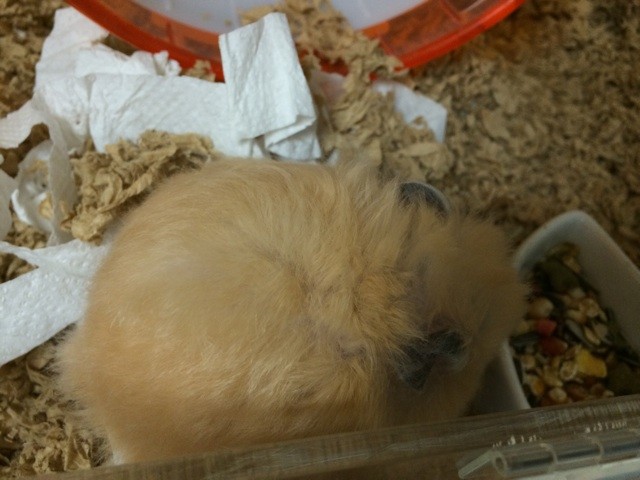 f:id:akie1000:20150312223320j:plain f:id:akie1000:20150312223320j:plain