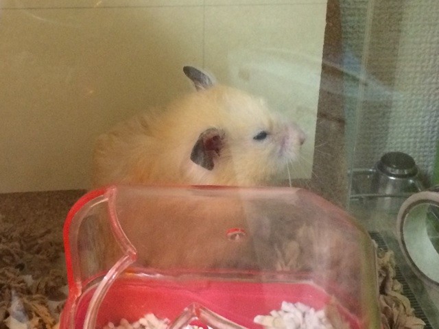 f:id:akie1000:20150403230749j:plain