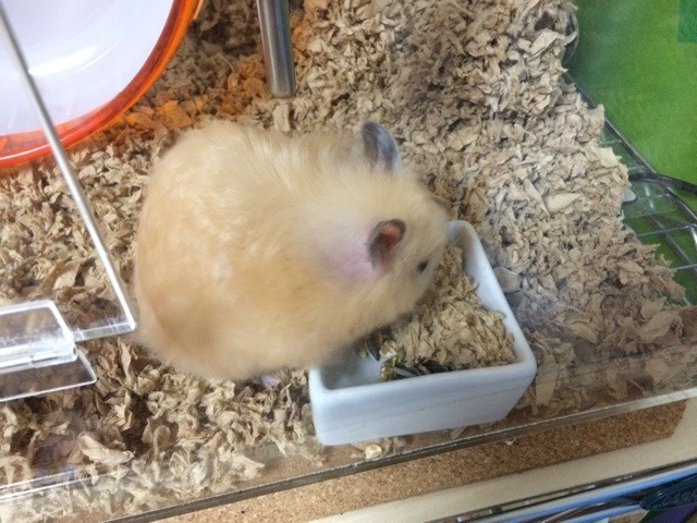 f:id:akie1000:20150405235523j:plain f:id:akie1000:20150405235523j:plain