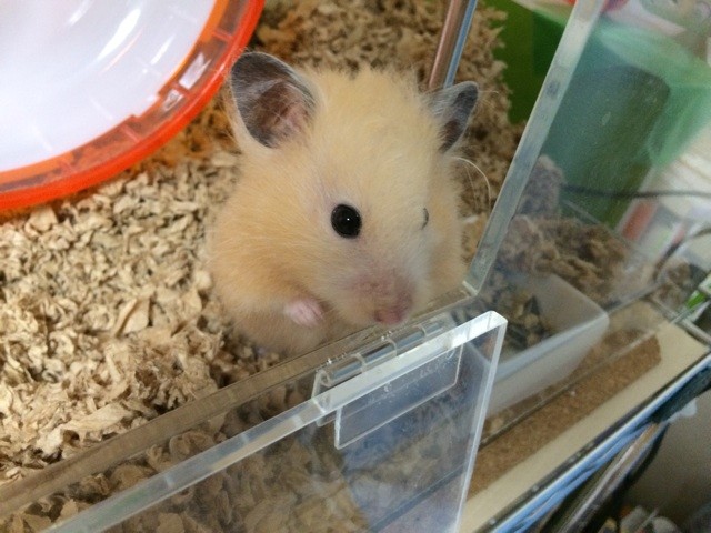 f:id:akie1000:20150405235537j:plain f:id:akie1000:20150405235537j:plain