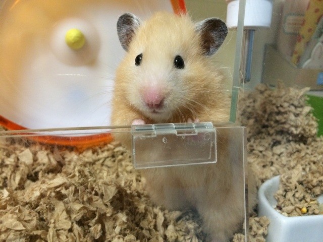 f:id:akie1000:20150405235728j:plain f:id:akie1000:20150405235728j:plain