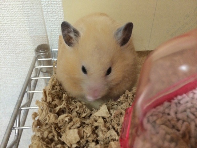 f:id:akie1000:20150405235806j:plain f:id:akie1000:20150405235806j:plain