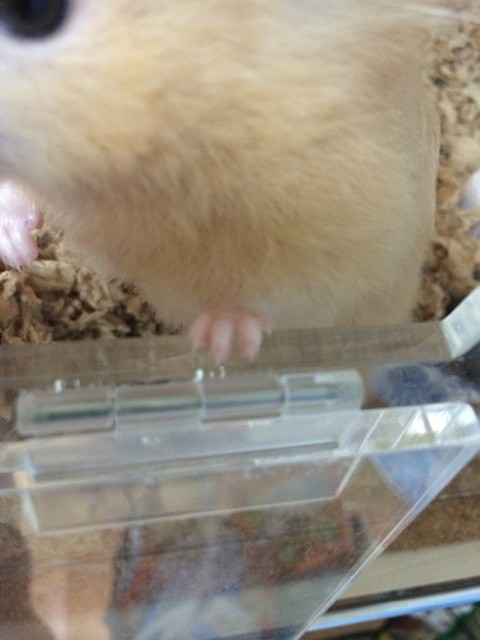 f:id:akie1000:20150405235945j:plain f:id:akie1000:20150405235945j:plain