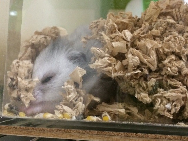 f:id:akie1000:20150515212802j:plain